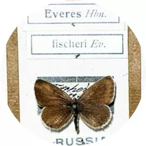 Tongeia fischeri fischeri