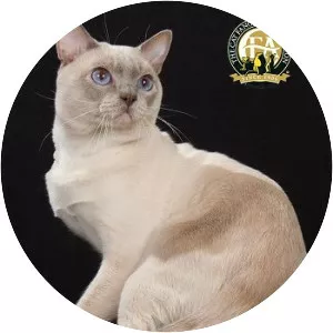 Tonkinese cat