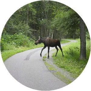 Tony Knowles Coastal Trail - 