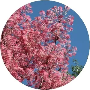 Toona sinensis - Plants