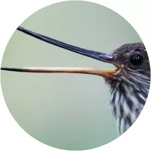 Tooth-billed hummingbird