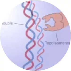 Topoisomerase - Chemical compound