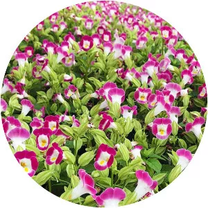 Torenia