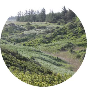 Tornby Klitplantage - 