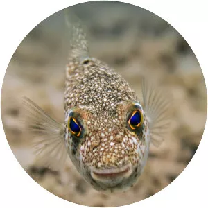 Torquigener flavimaculosus