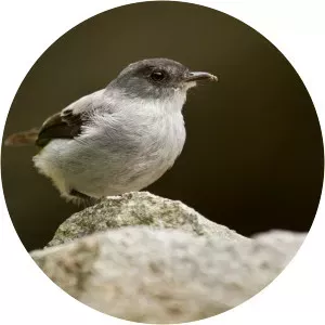 Torrent tyrannulet
