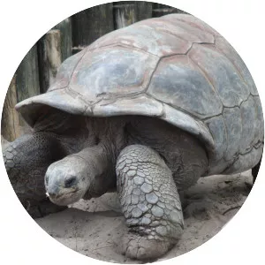 Tortoise