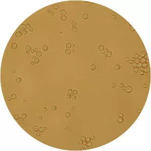 Torulaspora delbrueckii