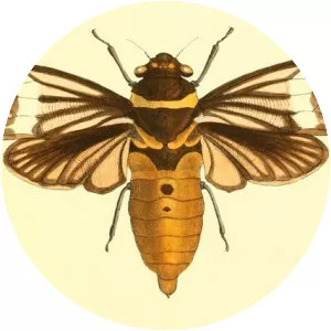 Tosena albata