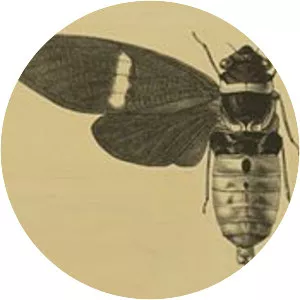 Tosena melanoptera
