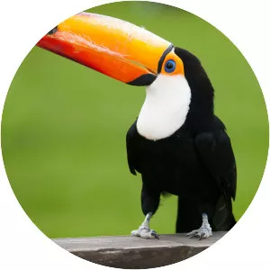 Toucan
