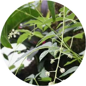 Tovariaceae - Plants