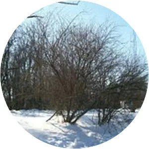 Tower Site photograph