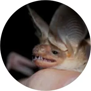 Townsend's big-eared bat - Animal