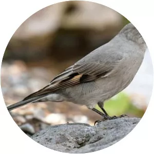 Townsend's solitaire