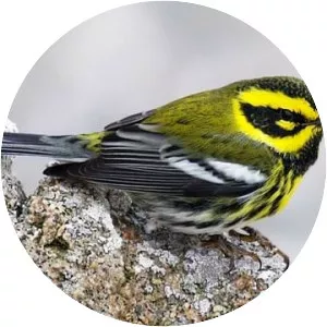 Townsend's warbler