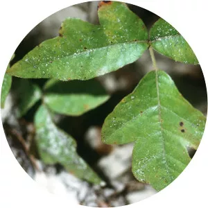 Toxicodendron pubescens