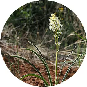 Toxicoscordion - Plants