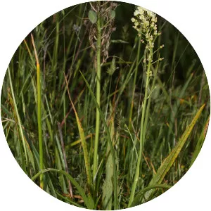 Toxicoscordion venenosum