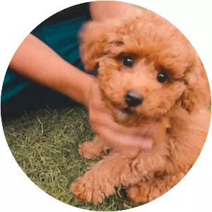 Toy Poodle