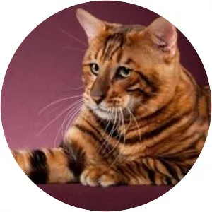 Toyger