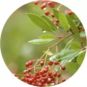 Toyon