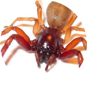 Trachelas tranquillus