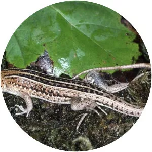 Tracheloptychus madagascariensis - 