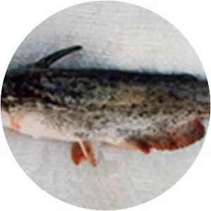 Trachelyopterus striatulus