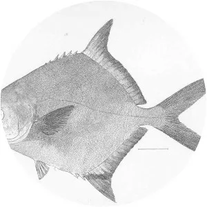 Trachinotus kennedyi - 