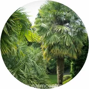 Trachycarpus fortunei - Plants