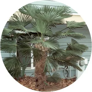 Trachycarpus fortunei 'Wagnerianus'