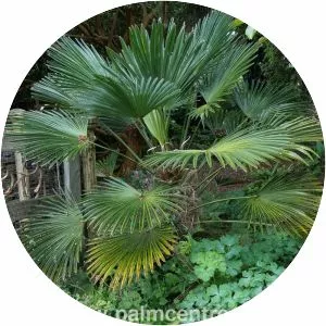 Trachycarpus