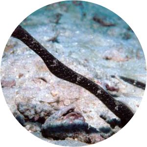 Trachyrhamphus bicoarctatus