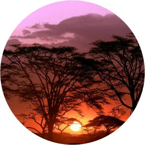 Tracks Across AfricaSince 2005