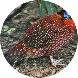 Tragopan