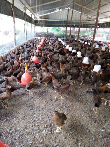 Trai Ga Bu Tam - Farmstay in Vietnam