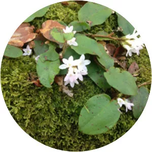 Trailing arbutus - Plants