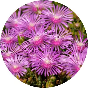 Trailing Ice Plant - 