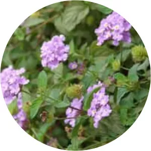 Trailing lantana