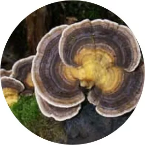 Trametes