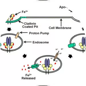 Transferrin receptor
