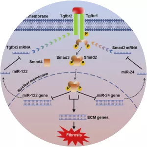 Transforming growth factor beta - Protein