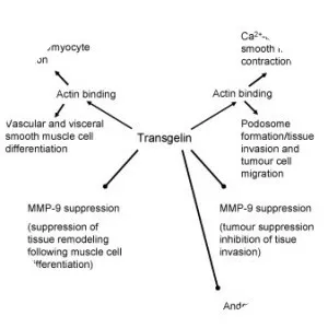 Transgelin - Protein