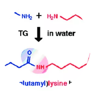 Transglutaminase - Protein