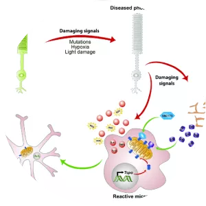 Translocator protein - 