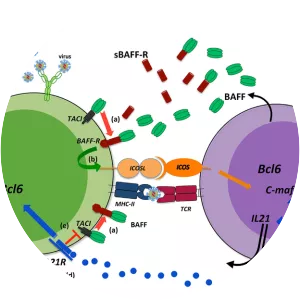 Transmembrane activator and CAML interactor - 