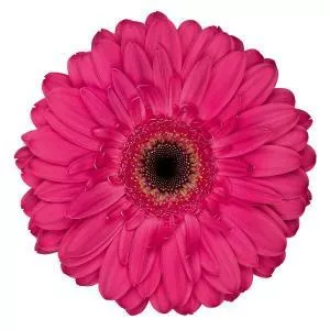 Transvaal daisy (Jerbera)