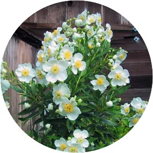 Tree anemone - Plants