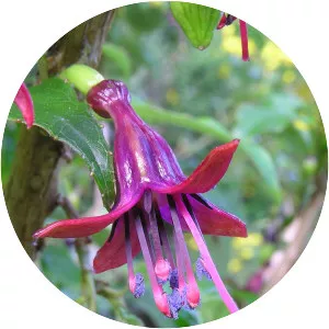 Tree fuchsia